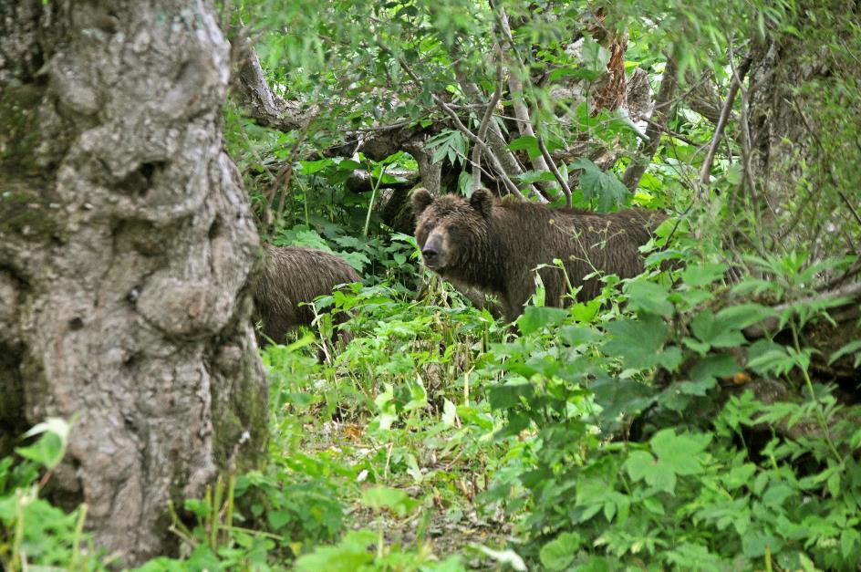 D:\DataFoto\Foto's - Reizen\2019-07-24 Kamtsjatka (herschikt)\12 Koerilenmeer - Wandeling 2\Best Of\KAMT1757y.jpg