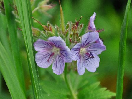 D:\DataFoto\Foto's - Reizen\2019-07-24 Kamtsjatka (herschikt)\13 Koerilenmeer - Platform 3\Best Of\KAMT2412q.jpg