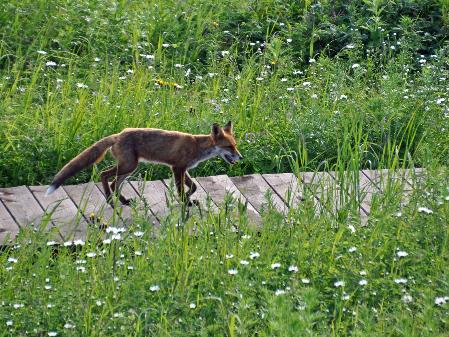 D:\DataFoto\Foto's - Reizen\2019-07-24 Kamtsjatka (herschikt)\07 Koerilenmeer - Grassy Point Lodge\Best Of\KAMT0932q.jpg