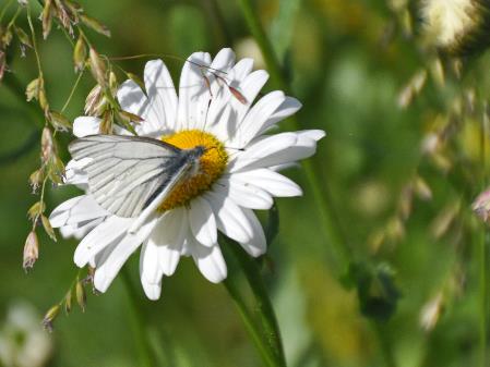 D:\DataFoto\Foto's - Reizen\2019-07-24 Kamtsjatka (herschikt)\08 Koerilenmeer - Platform 1\Best Of\KAMT0921q.jpg