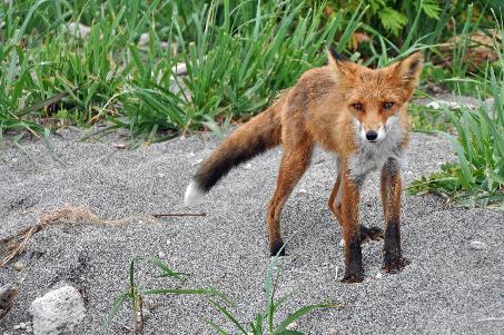 D:\DataFoto\Foto's - Reizen\2019-07-24 Kamtsjatka (herschikt)\09 Koerilenmeer - Wandeling 1\Best Of\KAMT0985y.jpg