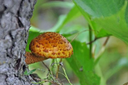 D:\DataFoto\Foto's - Reizen\2019-07-24 Kamtsjatka (herschikt)\09 Koerilenmeer - Wandeling 1\Best Of\KAMT1007y.jpg