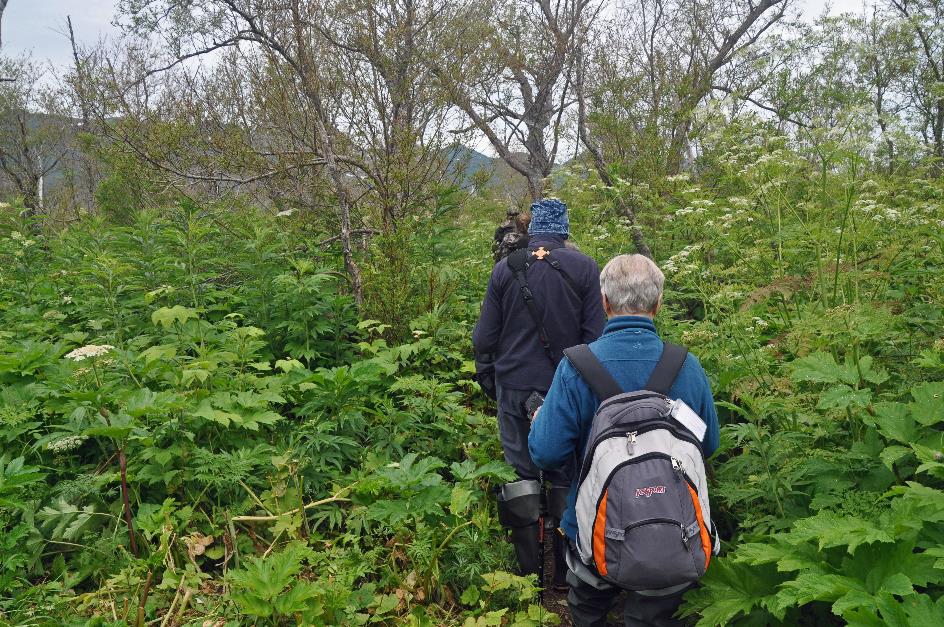 D:\DataFoto\Foto's - Reizen\2019-07-24 Kamtsjatka (herschikt)\09 Koerilenmeer - Wandeling 1\Best Of\KAMT1017y.jpg