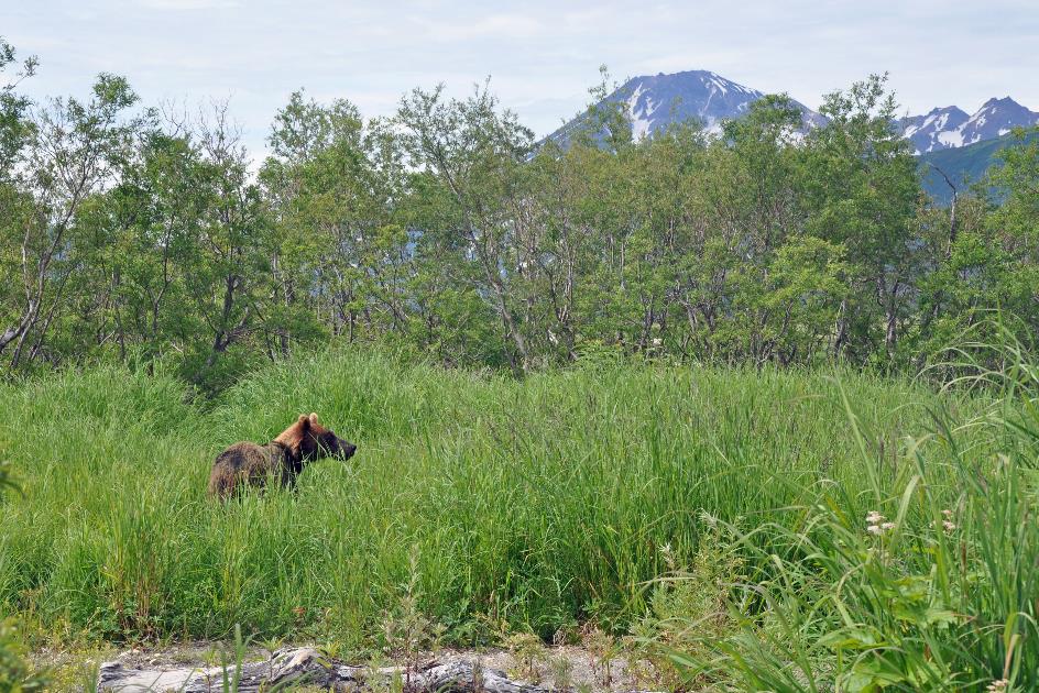 D:\DataFoto\Foto's - Reizen\2019-07-24 Kamtsjatka (herschikt)\09 Koerilenmeer - Wandeling 1\Best Of\KAMT1055y.jpg