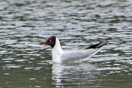 D:\DataFoto\Foto's - Reizen\2019-07-24 Kamtsjatka (herschikt)\10 Koerilenmeer - Platform 2\Best Of\KAMT1273y.jpg