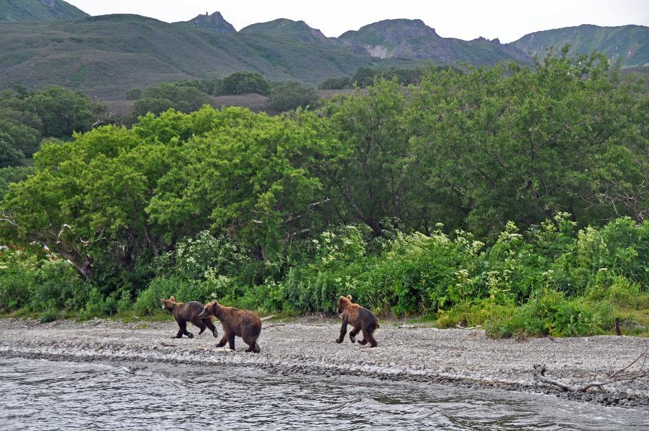 D:\DataFoto\Foto's - Reizen\2019-07-24 Kamtsjatka (herschikt)\11 Koerilenmeer - Boottocht\Best Of\KAMT1328y.jpg