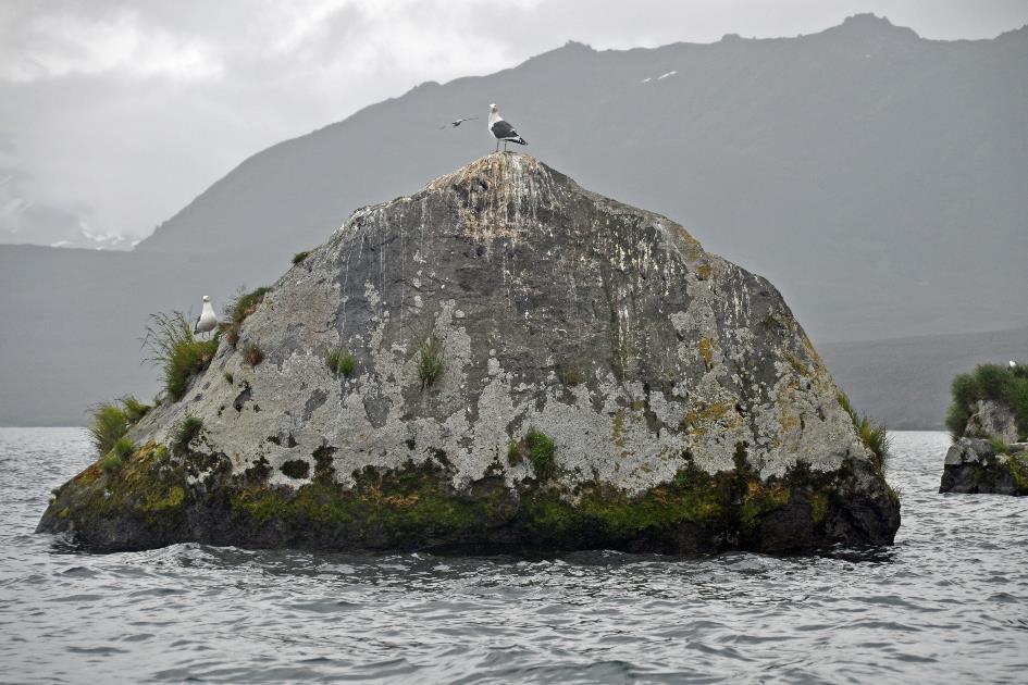 D:\DataFoto\Foto's - Reizen\2019-07-24 Kamtsjatka (herschikt)\11 Koerilenmeer - Boottocht\Best Of\KAMT1366y.jpg