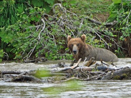 D:\DataFoto\Foto's - Reizen\2019-07-24 Kamtsjatka (herschikt)\12 Koerilenmeer - Wandeling 2\Best Of\KAMT1424q.jpg