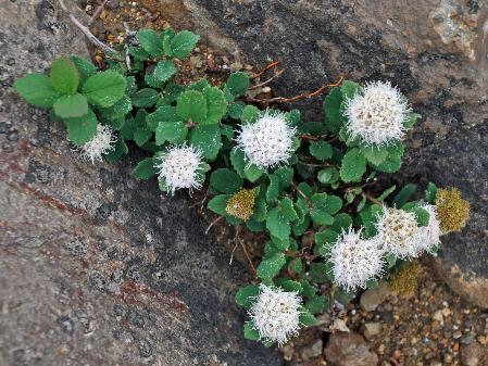 D:\DataFoto\Foto's - Reizen\2019-07-24 Kamtsjatka (herschikt)\17 Moetnovski - Wandeling\Best Of\KAMT3036q.jpg