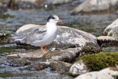 D:\DataFoto\Foto's - Reizen\2019-07-24 Kamtsjatka (herschikt)\26 Dzendzoer\Best Of\KAMT4583y.jpg