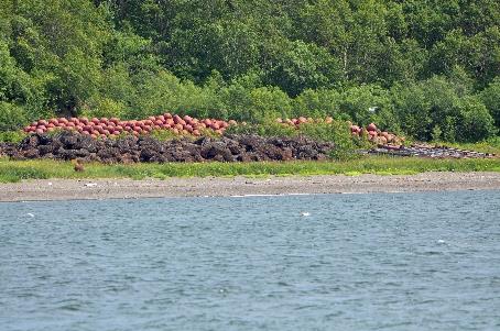 D:\DataFoto\Foto's - Reizen\2019-07-24 Kamtsjatka (herschikt)\19 Petropavlovsk - Boottocht\1900 Best Of\KAMT3467y.jpg