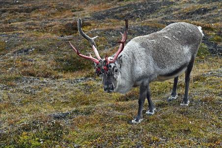 D:\DataFoto\Foto's - Reizen\2022-08-30 Noordoost-Groenland\01 Longyearbyen\Best Of\GROE0015y.jpg