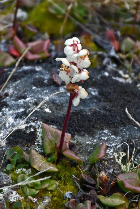 D:\DataFoto\Foto's - Reizen\2023-08-13 Noordwestelijke Doorvaart\15 Ilulissat - Walk Icefjord\Best Of\NWD_1847s.jpg