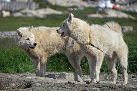 D:\DataFoto\Foto's - Reizen\2023-08-13 Noordwestelijke Doorvaart\15 Ilulissat - Walk Icefjord\Best Of\NWD_1750y.jpg