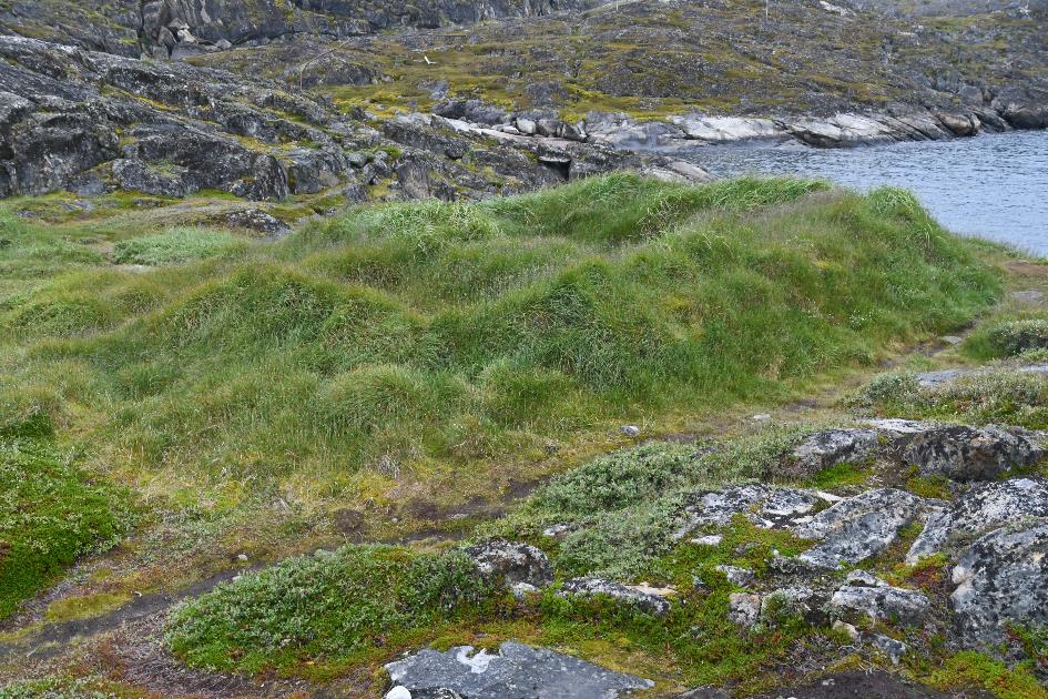 D:\DataFoto\Foto's - Reizen\2023-08-13 Noordwestelijke Doorvaart\11 Sisimiut - Cultural Historical Hike\Best Of\NWD_1352y.jpg