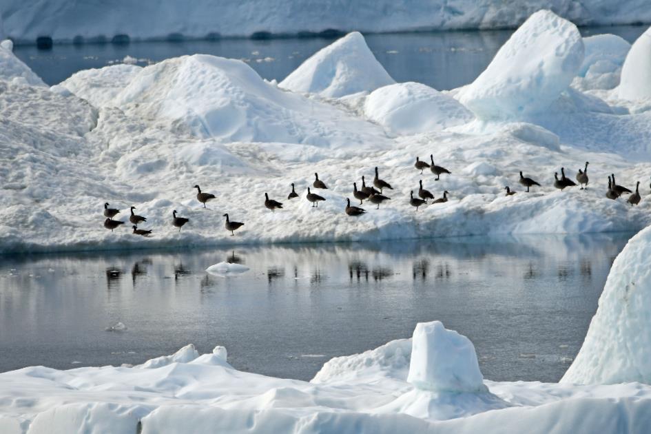 D:\DataFoto\Foto's - Reizen\2023-08-13 Noordwestelijke Doorvaart\15 Ilulissat - Walk Icefjord\Best Of\NWD_1798y.jpg