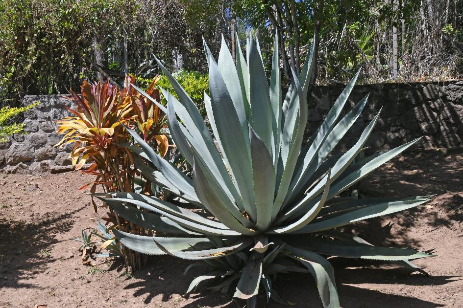 D:\DataFoto\Foto's - Reizen\2023-10-16 La Reunion\33 Entre-Deux\Best Of\REU_1793y.jpg