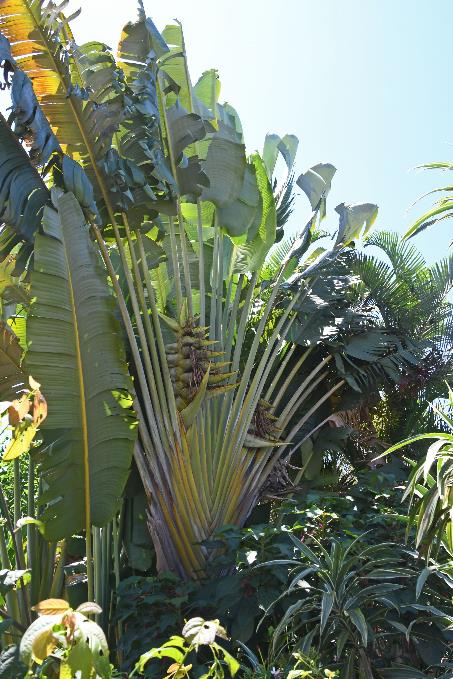D:\DataFoto\Foto's - Reizen\2023-10-16 La Reunion\33 Entre-Deux\Best Of\REU_1828y.jpg
