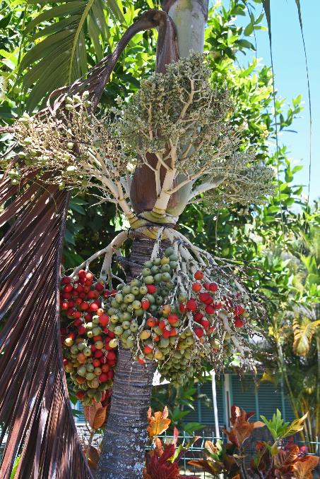 D:\DataFoto\Foto's - Reizen\2023-10-16 La Reunion\33 Entre-Deux\Best Of\REU_1868y.jpg