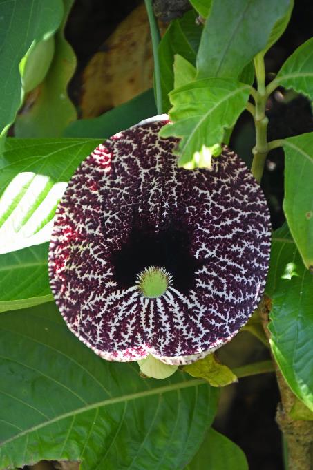 D:\DataFoto\Foto's - Reizen\2023-10-16 La Reunion\33 Entre-Deux\Best Of\REU_1850y.jpg