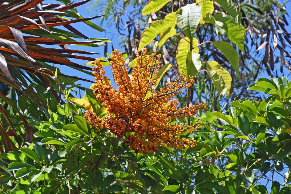 D:\DataFoto\Foto's - Reizen\2023-10-16 La Reunion\33 Entre-Deux\Best Of\REU_1876y.jpg