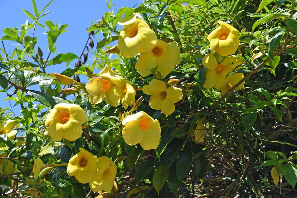 D:\DataFoto\Foto's - Reizen\2023-10-16 La Reunion\33 Entre-Deux\Best Of\REU_1863y.jpg