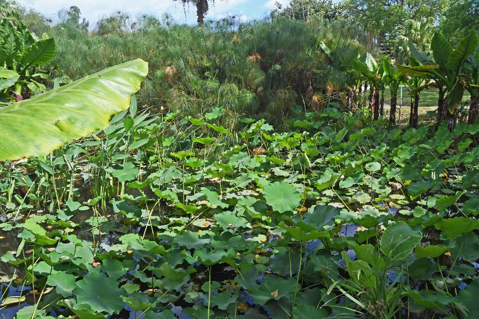 D:\DataFoto\Foto's - Reizen\2023-10-16 La Reunion\34 Jardin d'Eden\Best Of\REU_1920y.jpg