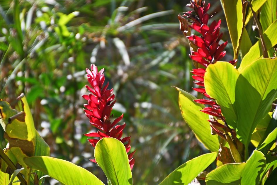 D:\DataFoto\Foto's - Reizen\2023-10-16 La Reunion\34 Jardin d'Eden\Best Of\REU_2042y.jpg