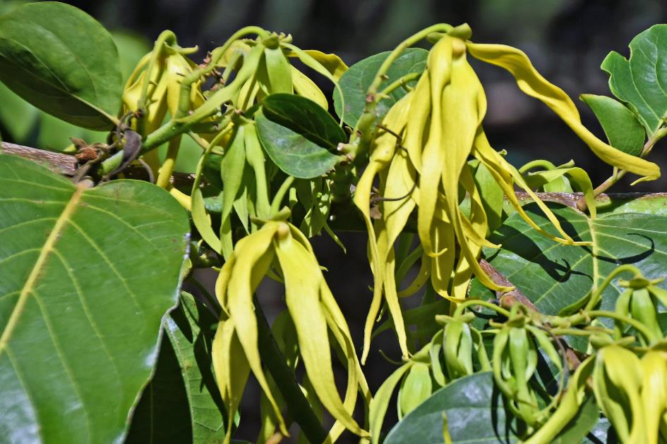 D:\DataFoto\Foto's - Reizen\2023-10-16 La Reunion\34 Jardin d'Eden\Best Of\REU_2030y.jpg