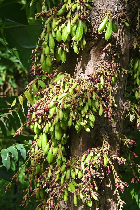 D:\DataFoto\Foto's - Reizen\2023-10-16 La Reunion\34 Jardin d'Eden\Best Of\REU_1986y.jpg