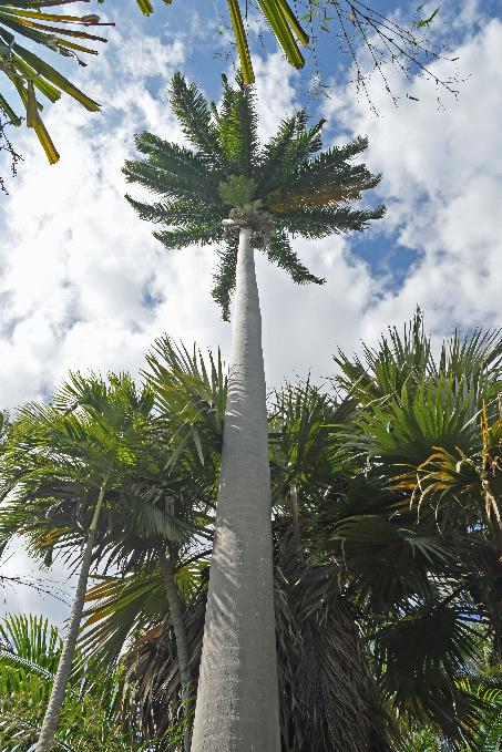 D:\DataFoto\Foto's - Reizen\2023-10-16 La Reunion\34 Jardin d'Eden\Best Of\REU_1928y.jpg