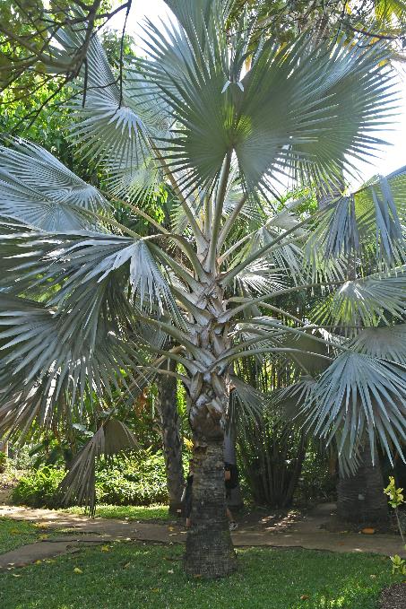 D:\DataFoto\Foto's - Reizen\2023-10-16 La Reunion\34 Jardin d'Eden\Best Of\REU_1999y.jpg