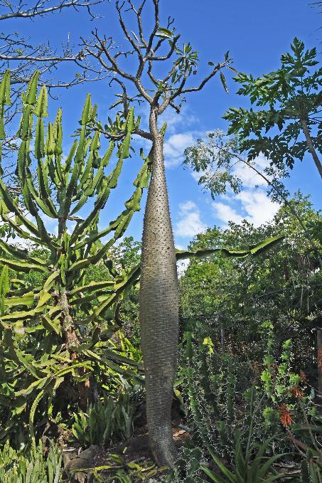 D:\DataFoto\Foto's - Reizen\2023-10-16 La Reunion\34 Jardin d'Eden\Best Of\REU_2020y.jpg