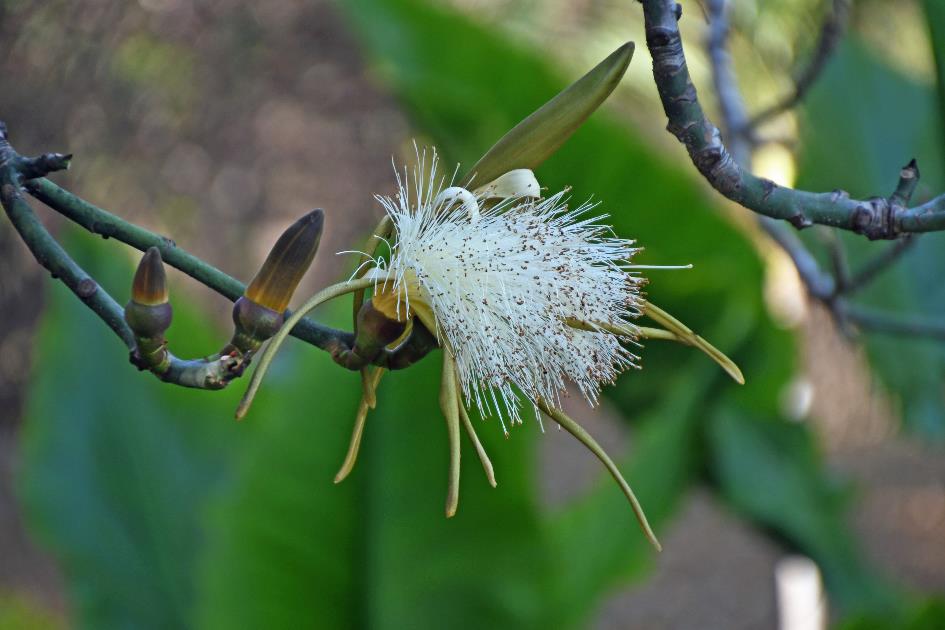 D:\DataFoto\Foto's - Reizen\2023-10-16 La Reunion\34 Jardin d'Eden\Best Of\REU_2048y.jpg