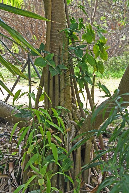 D:\DataFoto\Foto's - Reizen\2023-10-16 La Reunion\34 Jardin d'Eden\Best Of\REU_1962y.jpg