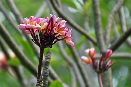 D:\DataFoto\Foto's - Reizen\2023-10-16 La Reunion\34 Jardin d'Eden\Best Of\REU_1933y.jpg
