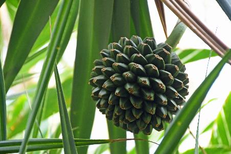 D:\DataFoto\Foto's - Reizen\2023-10-16 La Reunion\34 Jardin d'Eden\Best Of\REU_1961y.jpg