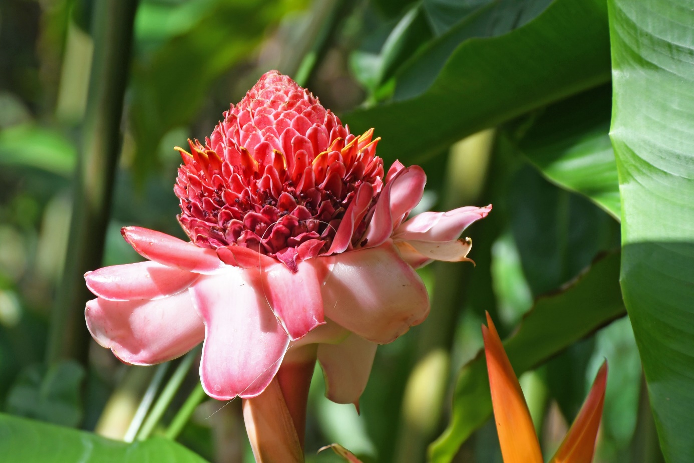 D:\DataFoto\Foto's - Reizen\2023-10-16 La Reunion\34 Jardin d'Eden\Best Of\REU_1970y.jpg