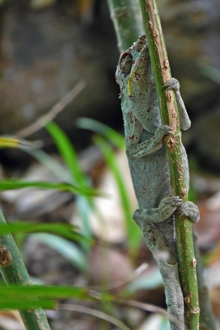 D:\DataFoto\Foto's - Reizen\2023-10-16 La Reunion\34 Jardin d'Eden\Best Of\REU_2008y.jpg