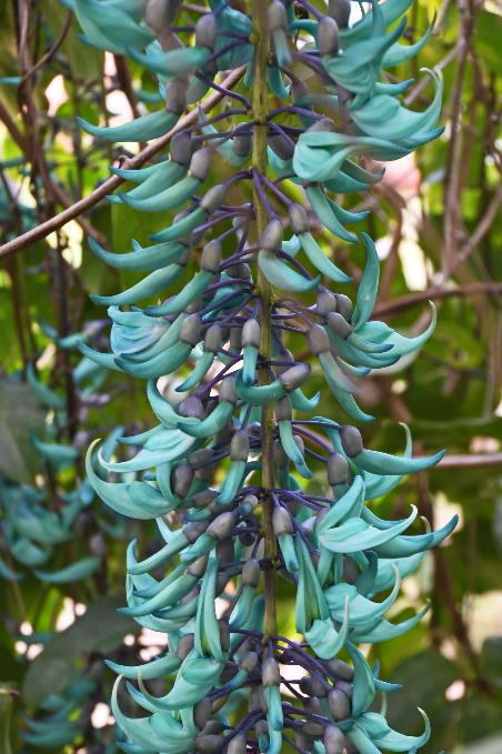 D:\DataFoto\Foto's - Reizen\2023-10-16 La Reunion\34 Jardin d'Eden\Best Of\REU_1943y.jpg