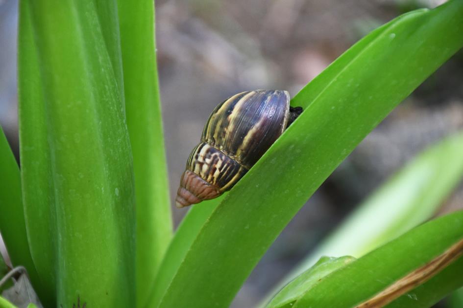 D:\DataFoto\Foto's - Reizen\2023-10-16 La Reunion\34 Jardin d'Eden\Best Of\REU_2011y.jpg