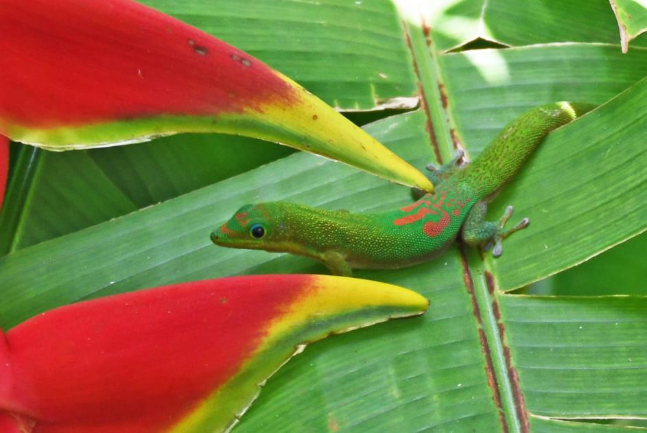 D:\DataFoto\Foto's - Reizen\2023-10-16 La Reunion\34 Jardin d'Eden\Best Of\REU_1980y.jpg