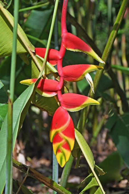 D:\DataFoto\Foto's - Reizen\2023-10-16 La Reunion\34 Jardin d'Eden\Best Of\REU_1964y.jpg