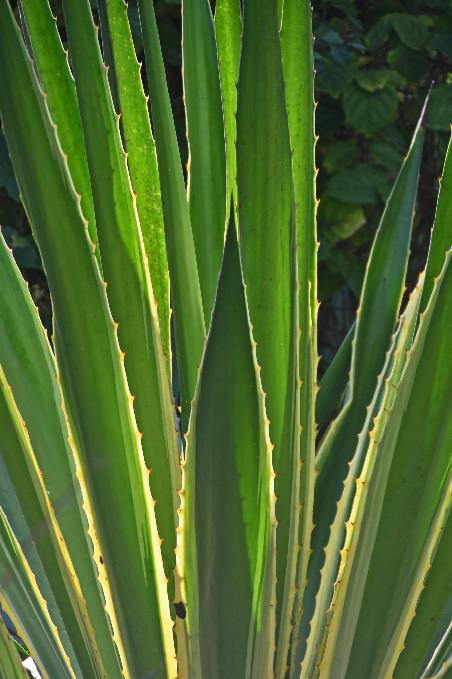 D:\DataFoto\Foto's - Reizen\2023-10-16 La Reunion\34 Jardin d'Eden\Best Of\REU_2026y.jpg